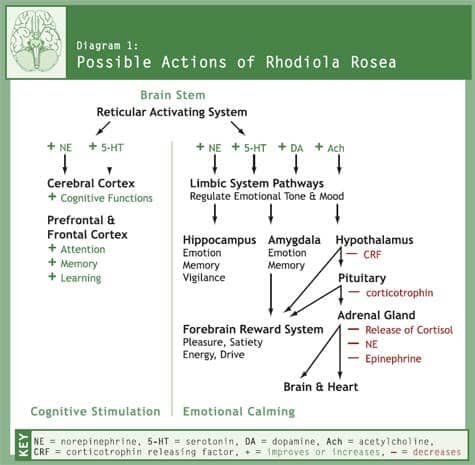 Rhodiola Rosea Phytomedicinal Overview